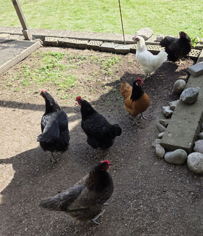 My chicken flock