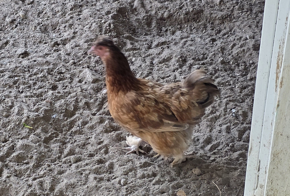 Sara the mini hen